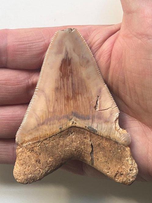 Megalodon tand 8,8 cm - Fossiele tand - Carcharocles, Verzamelen, Dierenverzamelingen