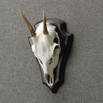 Reebok Schedel Taxidermie Opgezette Dieren By Max, Ophalen of Verzenden, Nieuw, Wild dier, Opgezet dier