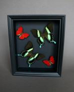 Vlinder Taxidermie volledige montage - Papilio blumei x, Verzamelen, Dierenverzamelingen, Nieuw