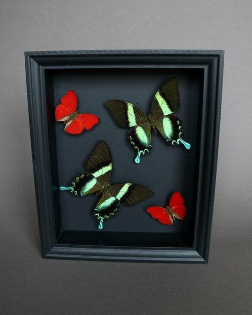 Vlinder Taxidermie volledige montage - Papilio blumei x, Verzamelen, Dierenverzamelingen