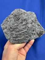 prachtig koolstofrijk plantfossiel - Gefossiliseerde plant -