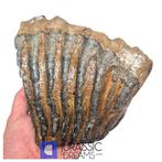 Prachtig bewaarde enorme ijs­tijd wolharige mammoet