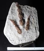 Theropoda - Gefossiliseerde voetafdruk - Grallator  (Zonder
