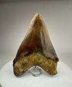 Megalodon - Fossiele tand - 15 cm - 11 cm, Verzamelen, Mineralen en Fossielen