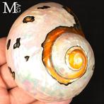 Schelp in parelmoer van topkwaliteit Verzamelingsschedel -