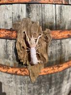 Crustacés Support mural pour taxidermie - Squilla mantis -