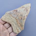 Requin mégalodon - Dent fossile - megaselachus megalodon -