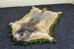 Alpine Marmot - full body flat skin Bot - Marmota marmota -, Nieuw