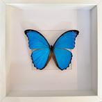Vlinder Taxidermie volledige montage - Morpho Didius 15cm, Verzamelen, Nieuw
