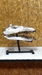 Zeereptiel - Fossiele schedel - PLESIOSAURIO - 46 cm - 30 cm