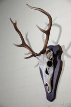Large Red Stag Trophy Schedel - Cervus elaphus - 40 cm - 75, Verzamelen, Dierenverzamelingen, Nieuw