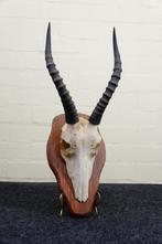 Blesbok Schedel - Damaliscus pygargus phillipsi - 0 cm - 0, Verzamelen, Dierenverzamelingen, Nieuw