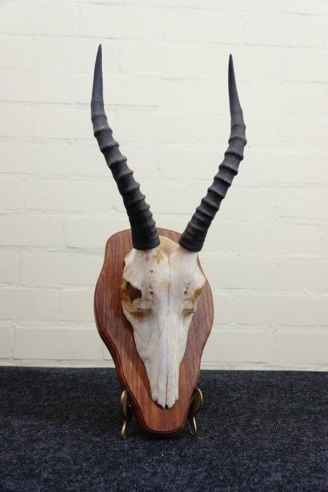 Blesbok Schedel - Damaliscus pygargus phillipsi - 0 cm - 0, Verzamelen, Dierenverzamelingen
