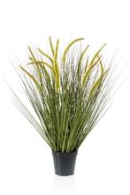 Kantoorplant Cattail Grass | 70cm, Zakelijke goederen, Verzenden, Nieuw in verpakking