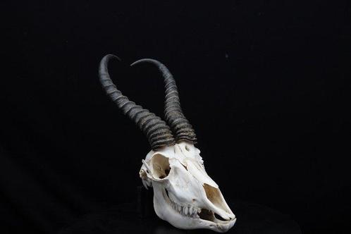Springbok Crâne - Antidorcas marsupialis - 0 cm - 0 cm - 0, Verzamelen, Dierenverzamelingen