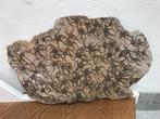 Slangster - Fossiele matrix - Ophiura sp. - 80 cm - 48 cm