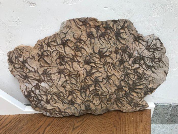 Slangster - Fossiele matrix - Ophiura sp. - 80 cm - 48 cm, Verzamelen, Mineralen en Fossielen