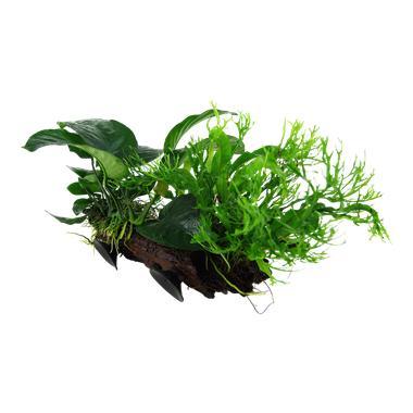 Microsorum sp. op kienhout met zuignap, Dieren en Toebehoren, Vissen | Aquaria en Toebehoren, Nieuw, Verzenden