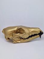 Rode vos Schedel - Vulpes vulpes - 6.5 cm - 8.5 cm - 17 cm-, Collections, Collections Animaux