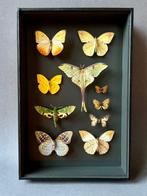 Vlinder Taxidermie volledige montage - Lepidoptera - 39 cm -, Nieuw