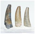 Fossiele tand - Set of 3 Nicely Preserved Suchomimus