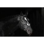 Trenshoofdstel cancun zwart pony - kerbl, Animaux & Accessoires, Chevaux & Poneys | Autres trucs de cheval