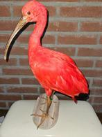 rode ibis Taxidermie volledige montage - Eudocimus ruber -, Verzamelen, Dierenverzamelingen, Nieuw