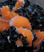 Boules orange de thomsonite sur matrice Cristal sur matrice, Collections