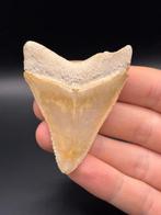 Megalodon - Fossiele tand - Carcharias Megalodon - 6.6 cm -, Verzamelen, Mineralen en Fossielen