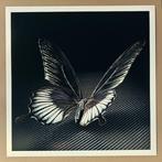 Ralph Hargarten - Black Butterfly