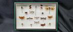 Large exotic dragonfly in its museum box Collection (39X26, Nieuw