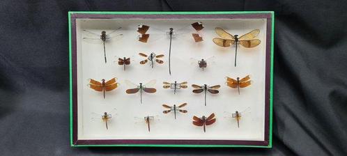 Large exotic dragonfly in its museum box Collection (39X26, Verzamelen, Dierenverzamelingen