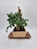 Bonsai van Carmona met natuurlijk bewerkt doodhout -