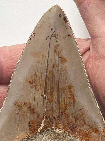 Grote Megalodon tand 13,4 cm - Fossiele tand - Carcharocles