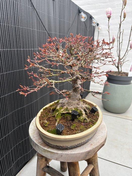 Japanese maple bonsai (Acer palmatum) - Hoogte (boom): 30 cm, Antiek en Kunst, Curiosa en Brocante