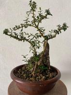 wilde olijf bonsai - Hoogte (boom): 30 cm - Diepte (boom):