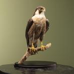 Slechtvalk Taxidermie Opgezette Dieren By Max, Ophalen of Verzenden, Opgezet dier