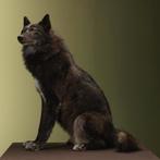 Wolf Zwart Taxidermie Opgezette Dieren By Max, Ophalen of Verzenden, Nieuw, Wild dier, Opgezet dier