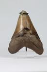 Megalodon - Tand - 9.5×7.8×0 cm