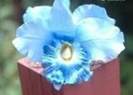 Lichtblauwe orchidee zijdebloem kunstbloem zijd, Maison & Meubles