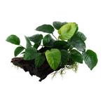 Anubias barteri sp. op hout XL, Nieuw, Verzenden