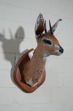 No reserveprice Steenbok Taxidermie wandmontage - Raphicerus, Nieuw