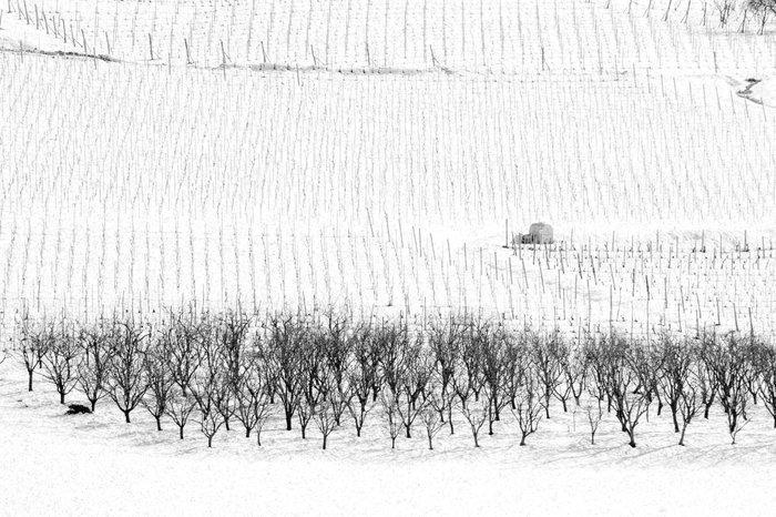 Franco Turcati - Langhe Inverno 3, Antiek en Kunst, Kunst | Designobjecten