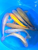 Hirasawa Marusei  40-50 cm (Japanse Koi), Ophalen of Verzenden, Nieuw