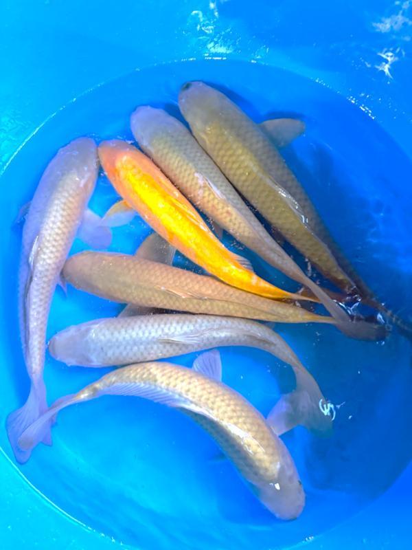 Hirasawa Marusei  40-50 cm (Japanse Koi), Tuin en Terras, Vijvers, Nieuw, Ophalen of Verzenden