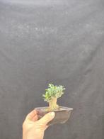 Olijfbonsai (shohin uit collectie) - Hoogte (boom): 8 cm -