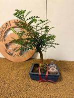 Chinese peper bonsai (Zanthoxylum) - Hoogte (boom): 37 cm -