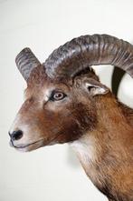 Grande monture de tête de mouflon Support mural pour