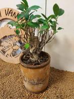 Vijgenboom bonsai (Ficus) - Hoogte (boom): 25 cm - Diepte, Antiquités & Art