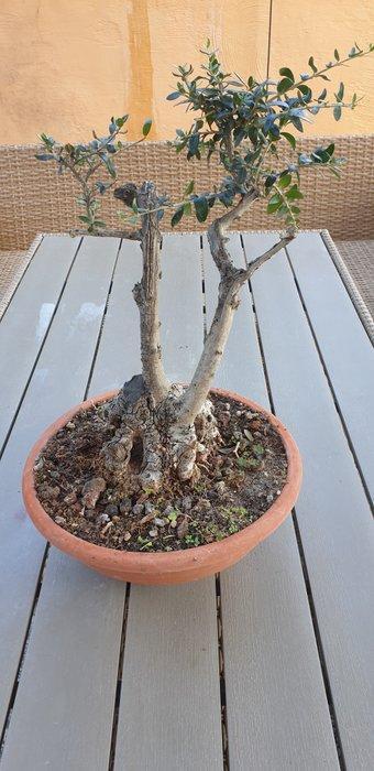 Olivastro - Hoogte (boom): 0 mm - Diepte (boom): 0 mm -, Antiek en Kunst, Antiek | Overige Antiek